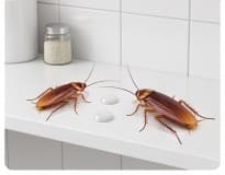 Pest Control Service